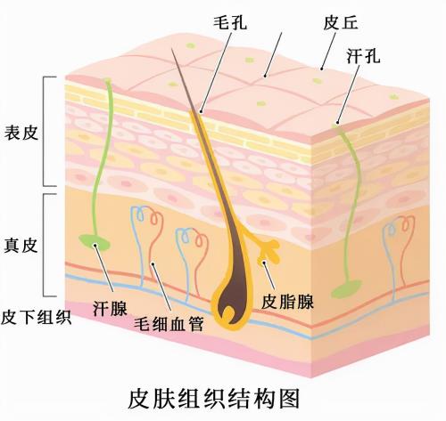 康姿百德床垫价格表（康姿百德床垫）