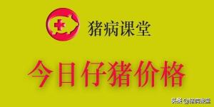 今日仔豬價格表(剛出生乳豬800元一頭)