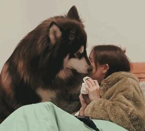 阿拉斯加犬價格表（養了阿拉斯加犬一年后）