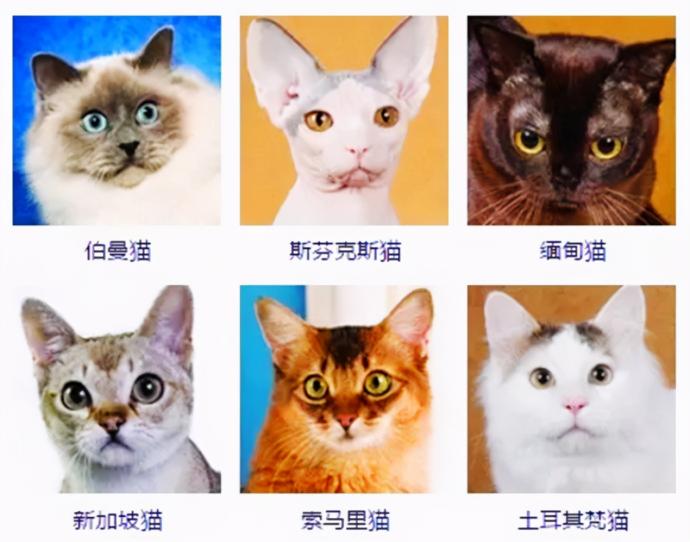 寵物貓價格排行介紹(2021年上半年最多人養的6種貓咪)