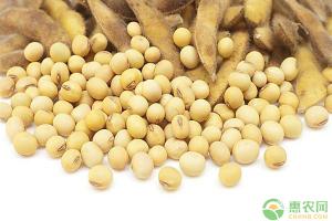 大豆价格最新行情走势（现在大豆多少钱一斤）