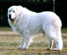 大白熊犬圖片 價格(大白熊犬為何受人喜歡)