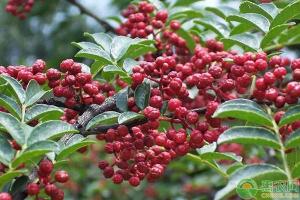 花椒的价格最新价格（花椒价格最新行情）