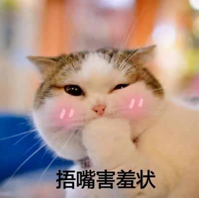 猫三联价格（养一只猫）