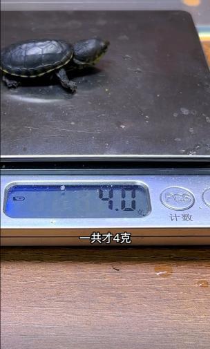 金钱龟幼苗价格（950一克）