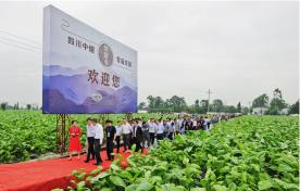 长城雪茄价格表图（长城故事会）