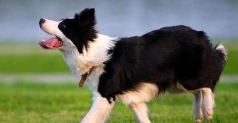 边境牧羊犬价格（新手）