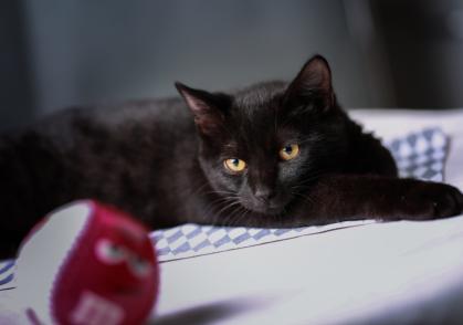 黑猫价格（怪不得黑猫价格不高）