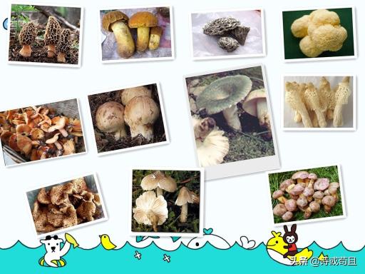 猴头菇的价格多少（野生菌市场依旧火爆）