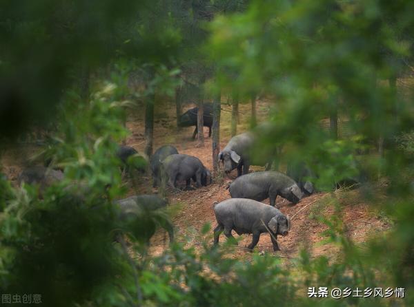 黑猪价格多少钱一斤（为什么不建议养黑猪）