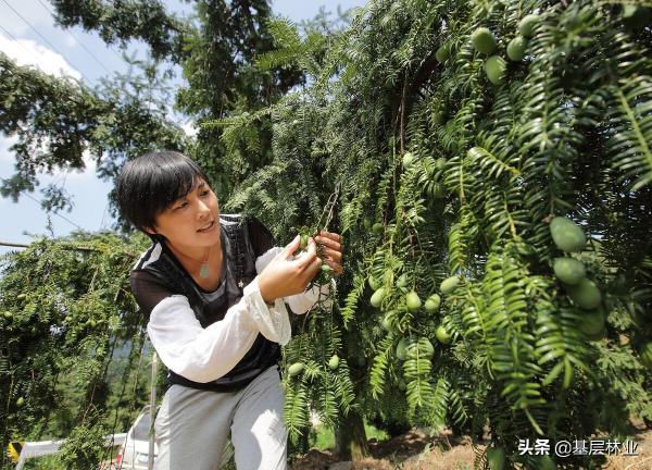 香榧树苗价格（百元一斤的香榧价格居高不下）