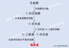褪黑素价格多少（褪黑素不是睡眠神器）
