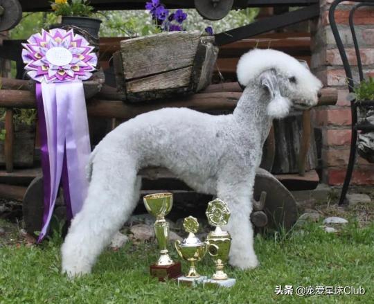贝灵顿犬价格（百科）