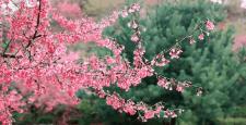 花水湾温泉价格（花水湾）