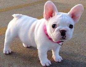法斗犬价格（法国斗牛犬价格让人）