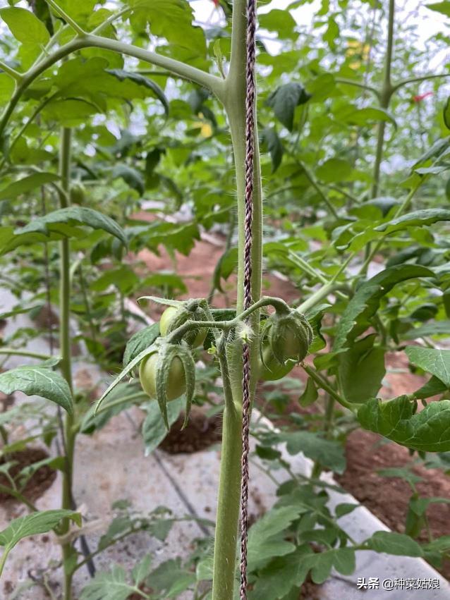 萝卜价格最新行情（今年秋冬菜价大涨）