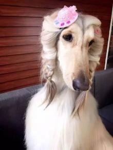 魏玛犬价格（最难养）