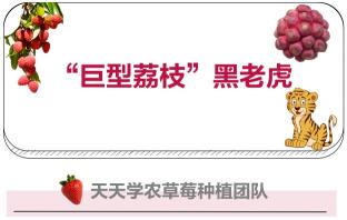 黑老虎水果价格（一个黑老虎能卖100块）