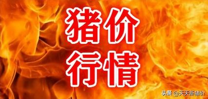 现在猪肉价格多少钱一斤（生猪行情）