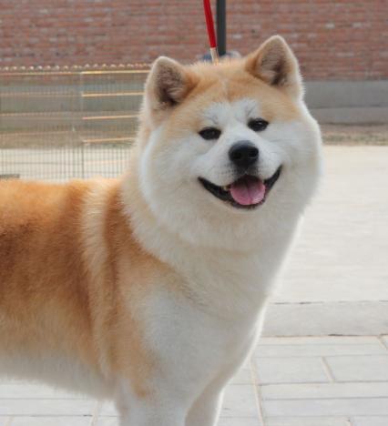秋田犬的价格（身价过万的）