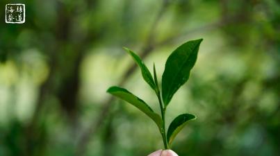 永春佛手茶价格（永春佛手居然还能制成红茶）