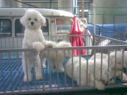 北京比熊犬价格(比熊价格为何这么低)