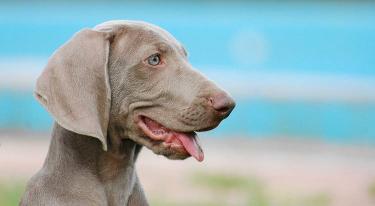 魏玛犬价格（世界名犬）