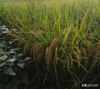 黄华占水稻价格（优质杂交稻泰优390）