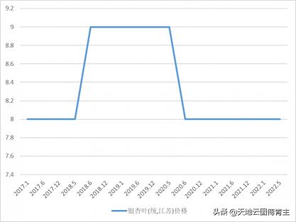 白果价格（原料评测）