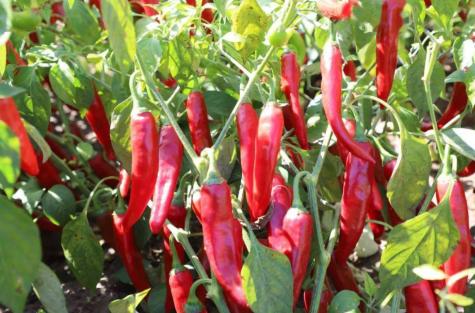 猪肉价格大幅上涨（菜价乱套）