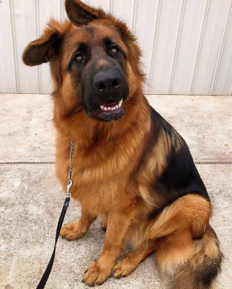 英国斗牛犬图片及价格（这些狗）