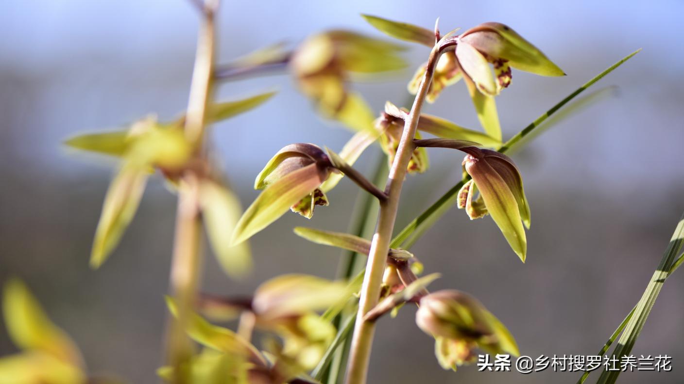 映山红树苗价格（养兰花）