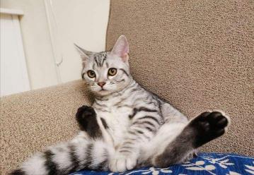 美短虎斑猫价格（美短猫脾气那么好）