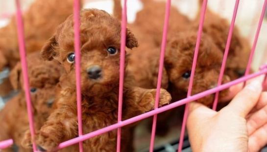 贵宾犬图片价格（选购泰迪犬）