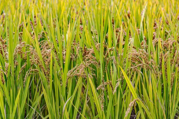 水稻价格多少钱一斤(12月21日国内各地稻谷价格发布)