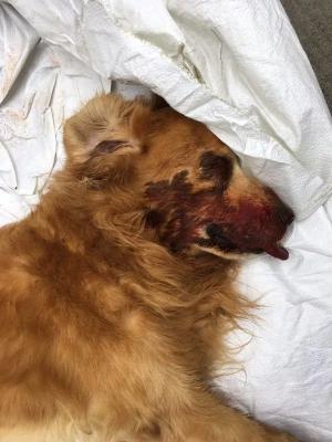 北京金毛犬價格（男子用千斤頂打死金毛）