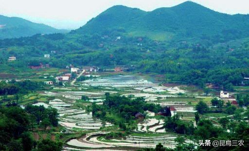 豬板油價格（一隅抗志）