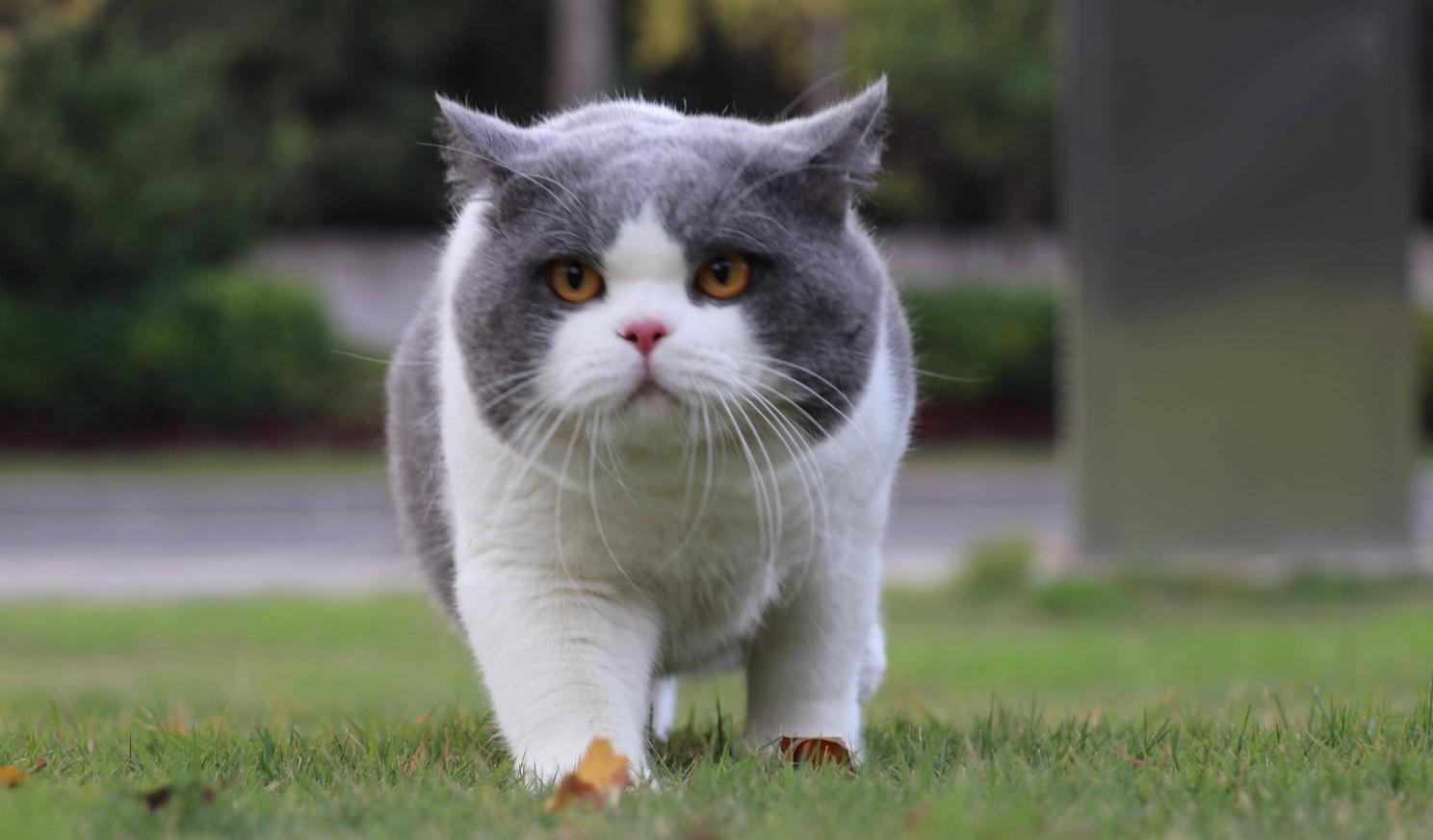 蓝猫价格是多少钱一只（英短猫最常见的7种颜色）