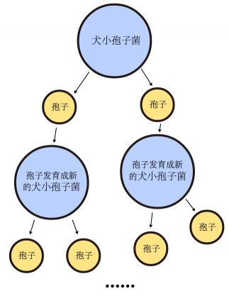 伊曲康唑胶囊价格（猫癣很头疼么）