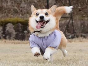 比格犬價格（這些中小型犬不好養）