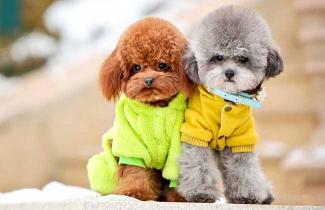 泰迪犬价格（泰迪犬颜色这么多）