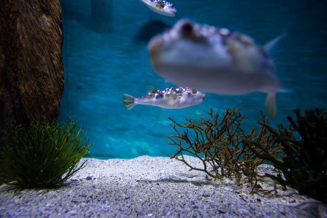 家用魚缸圖片和價格(看看土豪家的魚缸)
