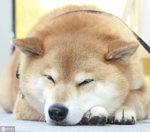 秋田犬的价格（秋田犬）