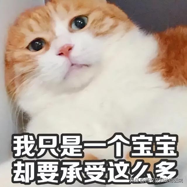 宠物医院母猫绝育价格（为什么提倡宠物绝育）