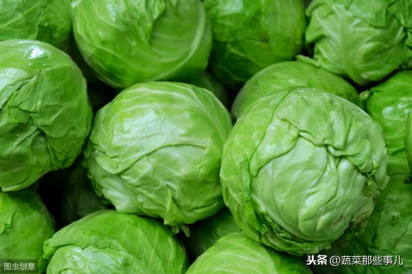 今日包菜价格最新行情（北京新发地菜价）