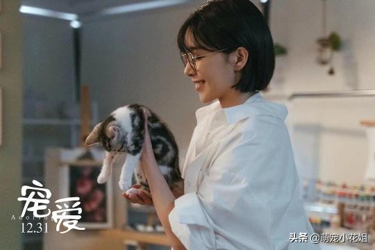 孟买猫价格（第一只猫咪）