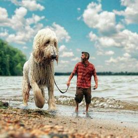 巨贵犬价格表（巨型贵宾价格让人）