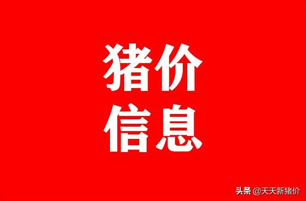 今日生猪价格涨跌（猪价信息）