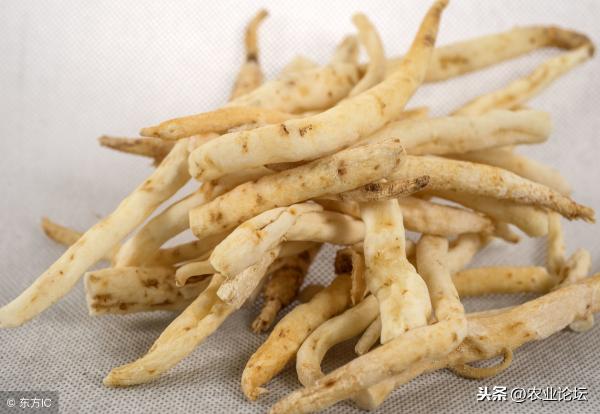沙参价格多少钱一斤（2019年沙参价格多少钱一斤）