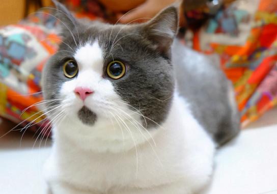英国蓝猫价格（最适合新手养的猫）